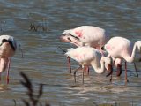 jan 045  Lesser Flamingoes : jan